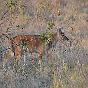 "Nyala" Kruger National Park, South Africa